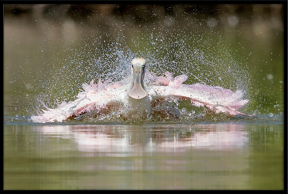 Roseate Spoonbill