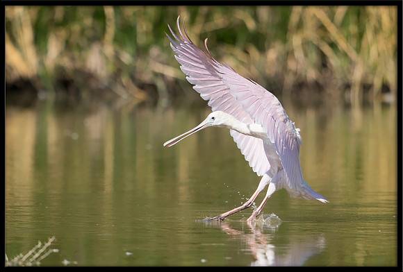 Roseate Spoonbill