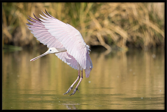 Roseate Spoonbill