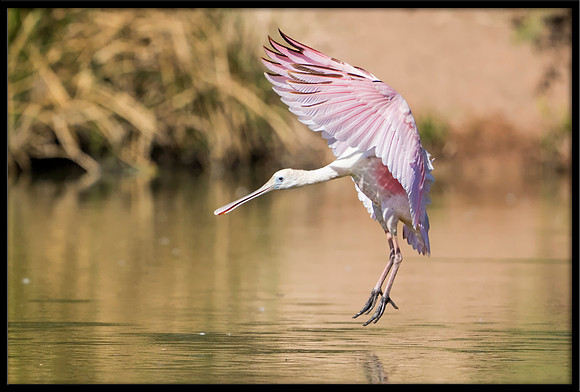 Roseate Spoonbill