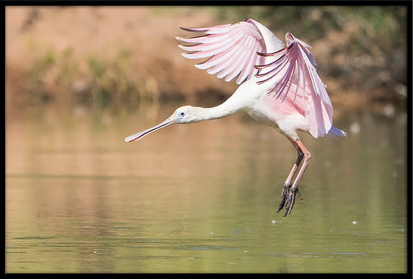 Roseate Spoonbill