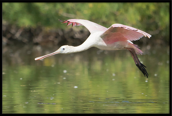 Roseate Spoonbill