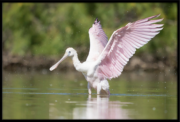 Roseate Spoonbill