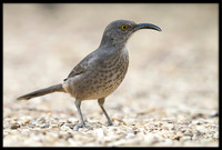 Curve-billed Thrasher