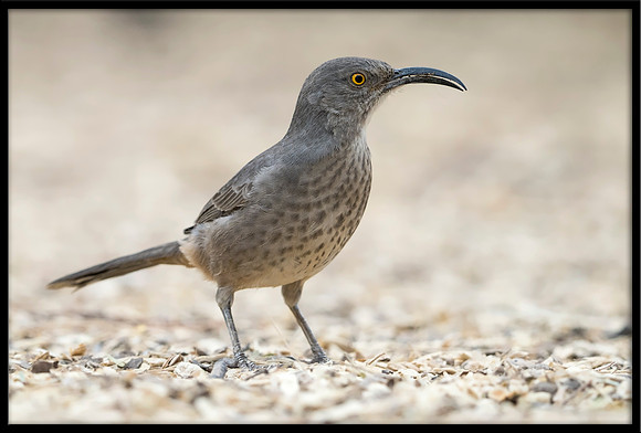 Curve-billed Thrasher