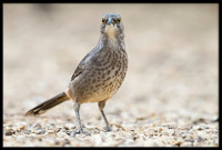 Curve-billed Thrasher