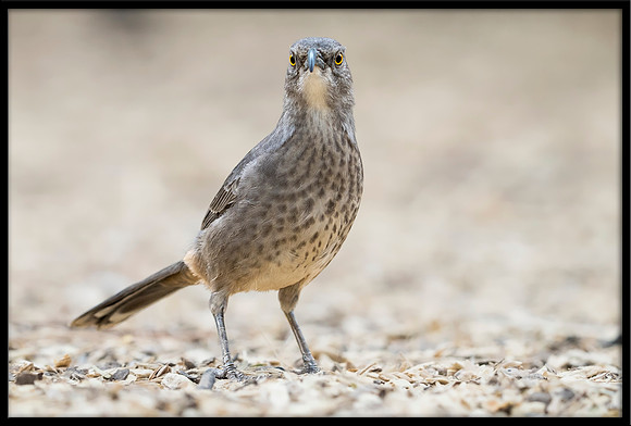 Curve-billed Thrasher