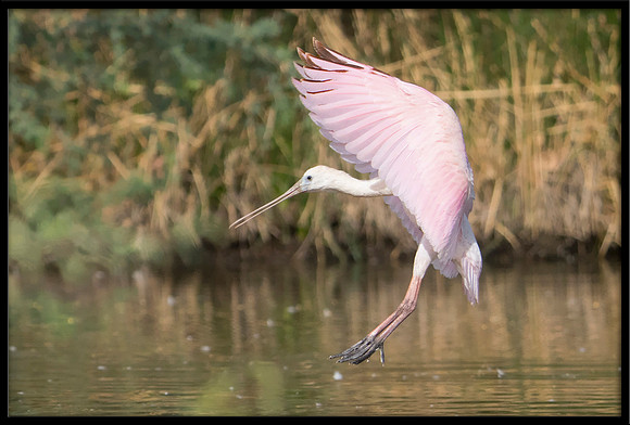 Roseate Spoonbill