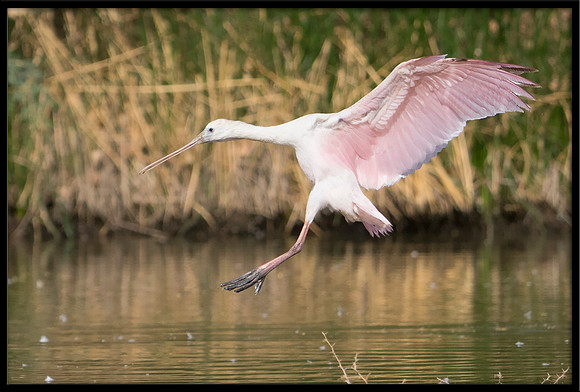 Roseate Spoonbill