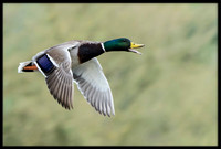 Mallard