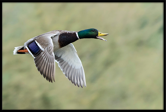 Mallard