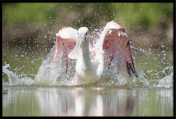 Roseate Spoonbill
