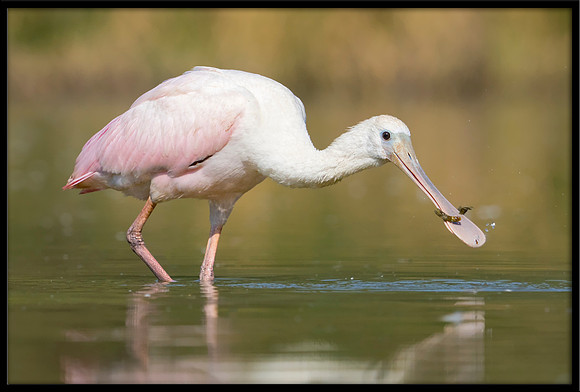 Roseate Spoonbill