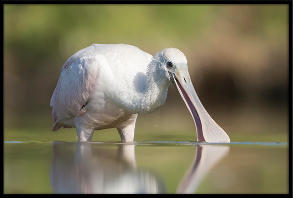 Roseate Spoonbill