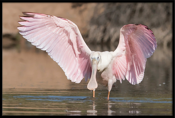 Roseate Spoonbill