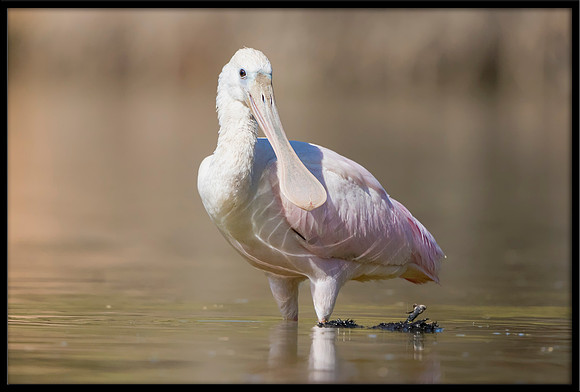 Roseate Spoonbill