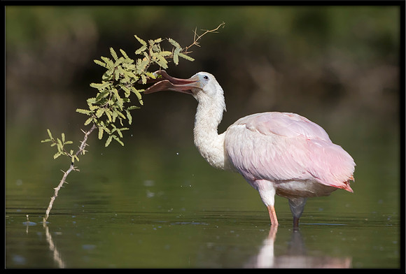 Roseate Spoonbill