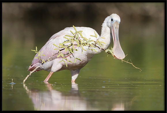 Roseate Spoonbill