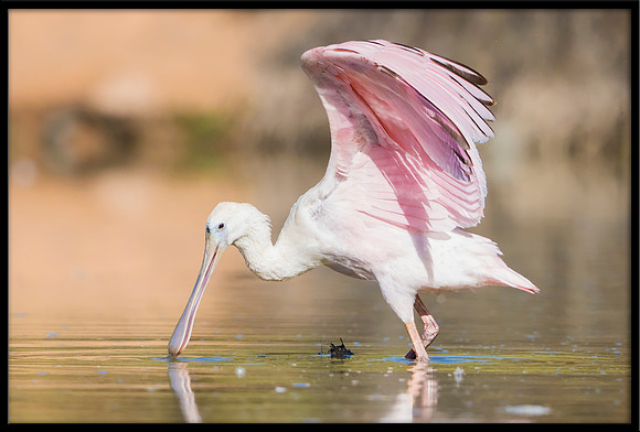 Roseate Spoonbill