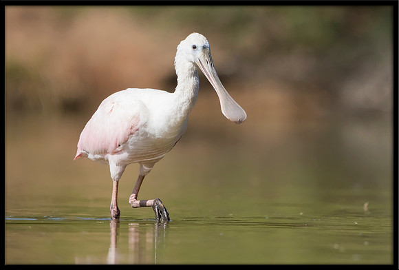 Roseate Spoonbill