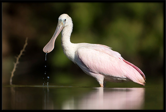 Roseate Spoonbill