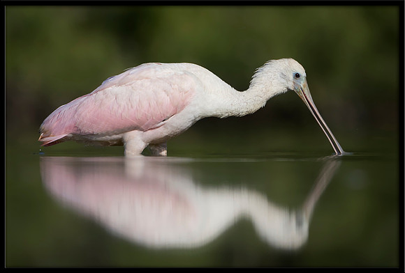 Roseate Spoonbill