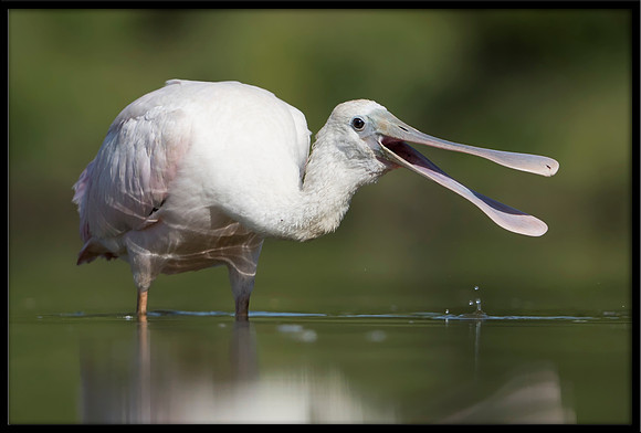 Roseate Spoonbill