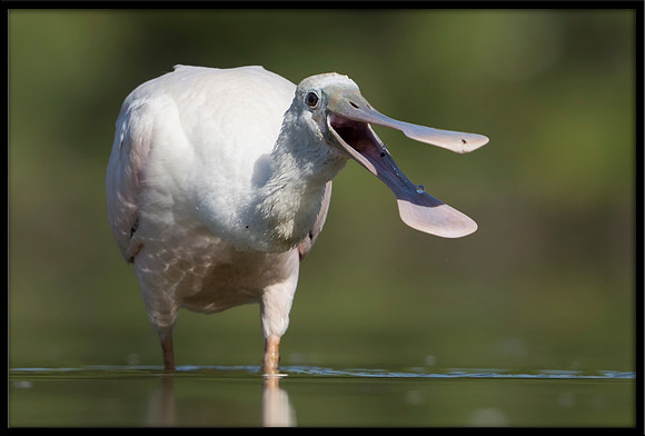Roseate Spoonbill