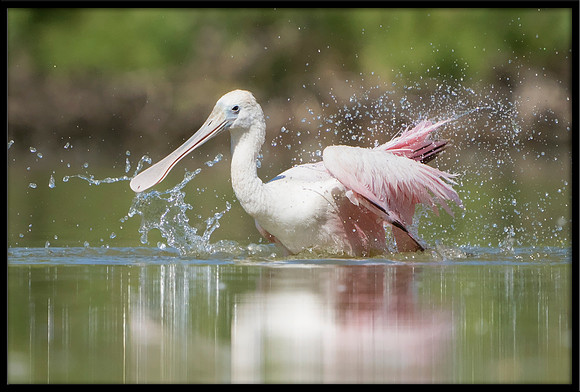 Roseate Spoonbill