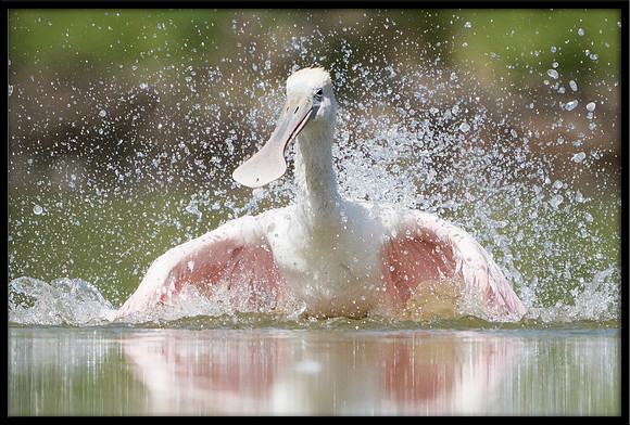 Roseate Spoonbill