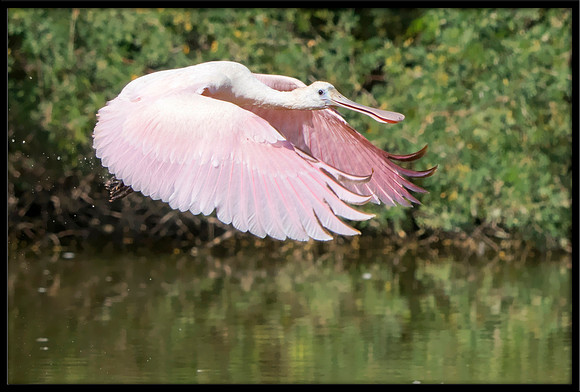 Roseate Spoonbill