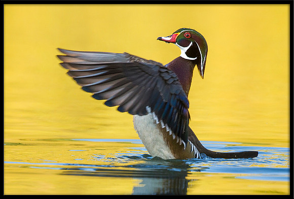 Wood Duck