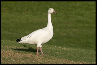 Snow Geese