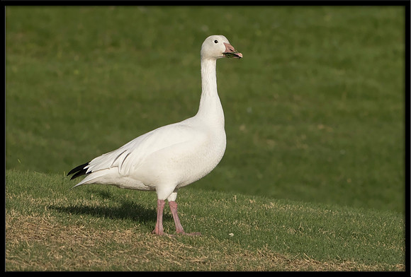 Snow Goose