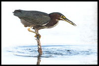 Green Heron