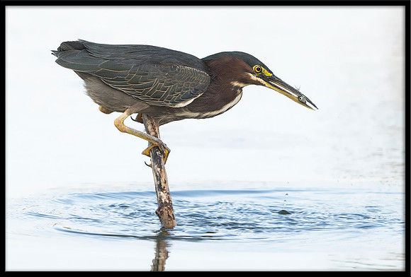 Green Heron
