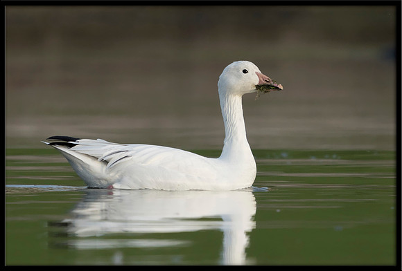 Snow Goose