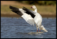 Snow Goose