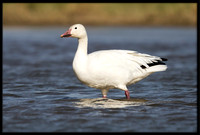 Snow Goose