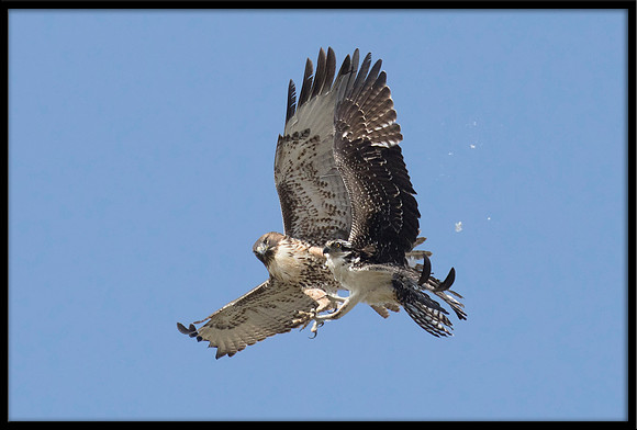 Osprey and Red-tailed Hawk Dispute