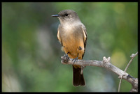Say's Phoebe