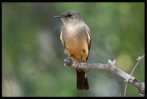 Say's Phoebe
