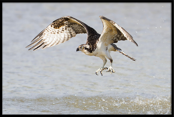 Osprey