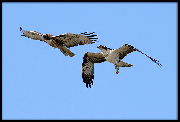 Osprey and Red-tailed Hawk Dispute