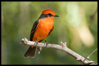 Vermilion Flycatcher