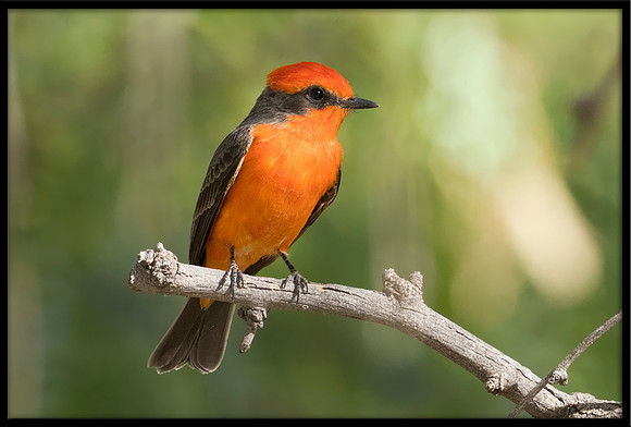Vermilion Flycatcher