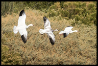 Snow Geese