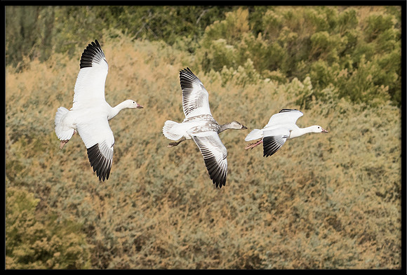 Snow Geese