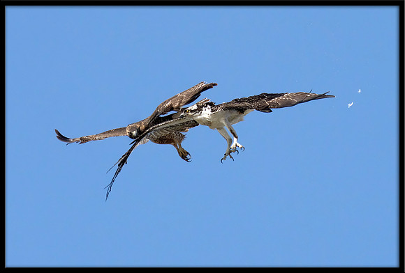 Osprey and Red-tailed Hawk Dispute