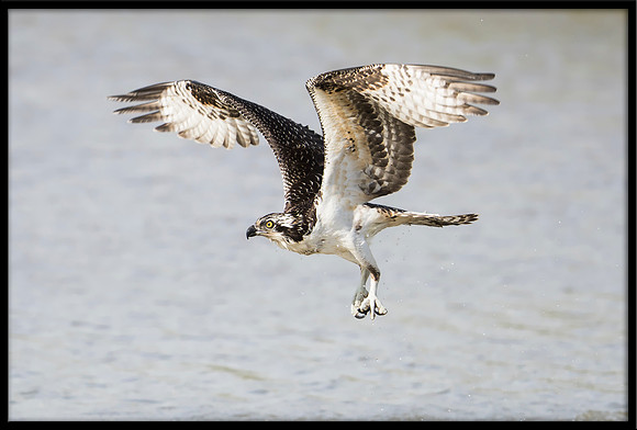 Osprey